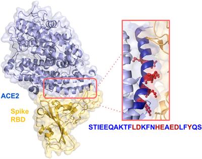 Design of protein-binding peptides with controlled binding affinity: the case of SARS-CoV-2 receptor binding domain and angiotensin-converting enzyme 2 derived peptides